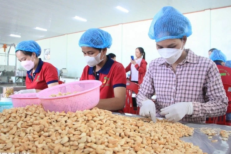 Cashew sector faces economic efficiency challenge despite high export revenue