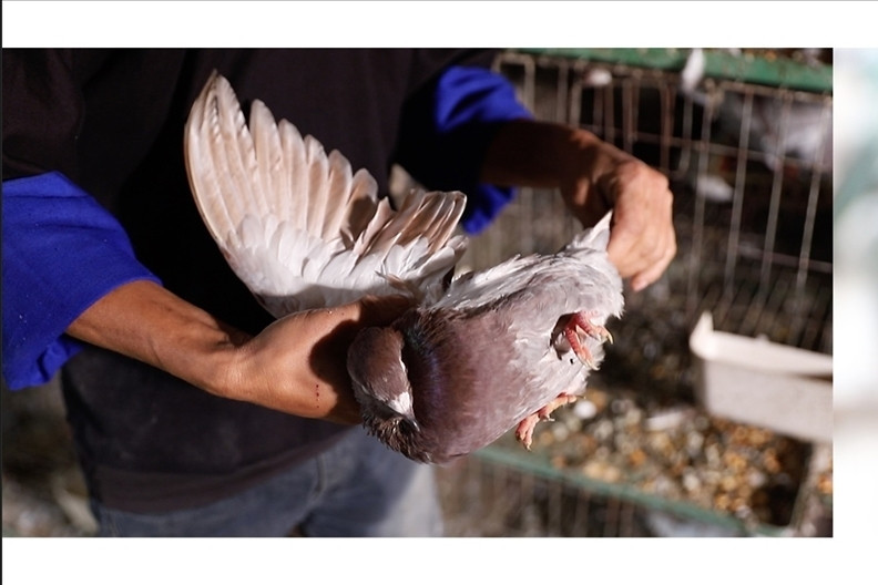 From corn fields to digital economy, Hmong man builds wealth by raising pigeons