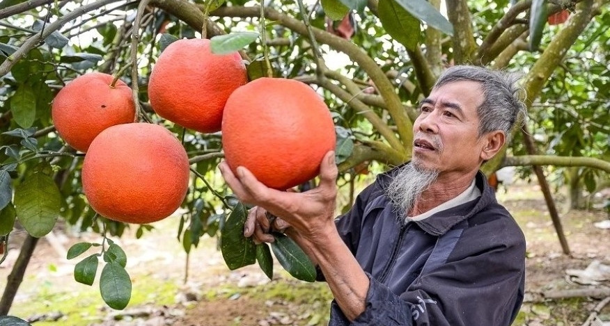 Thanh Hoa’s red royal pomelo sells out weeks ahead of Tet
