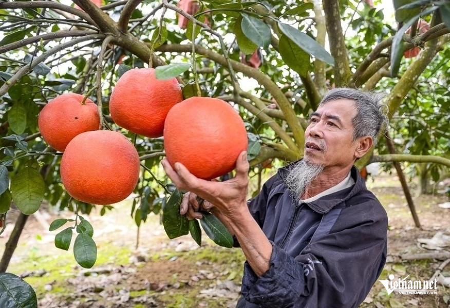 W-bưởi tiến vua 1.jpg