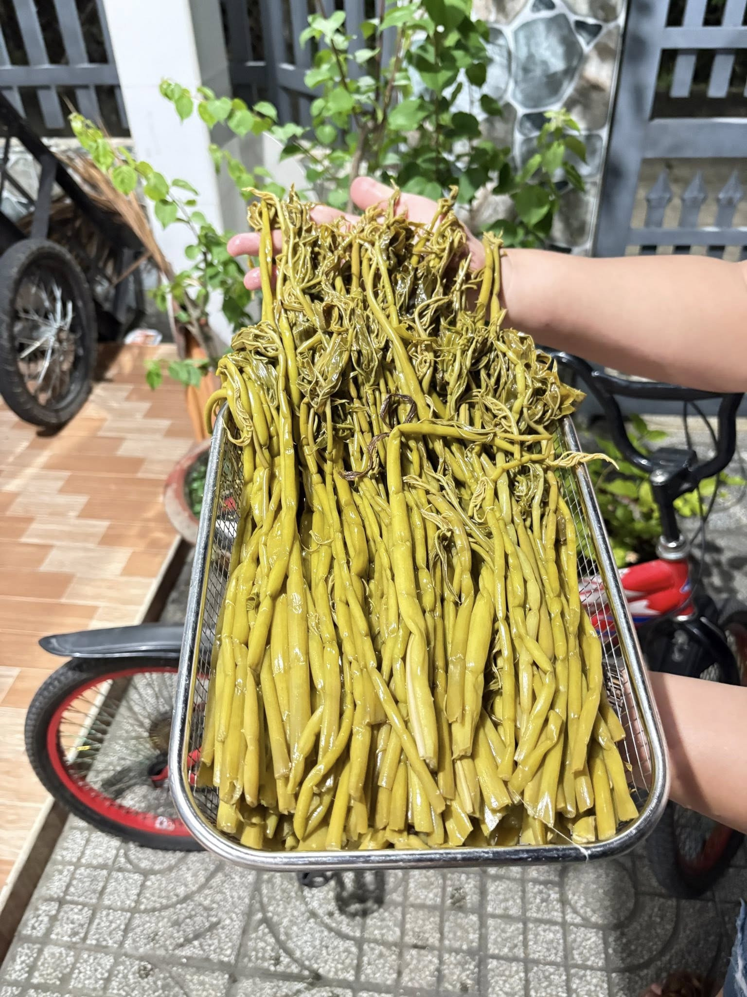 rau móp trời cho đặc sản