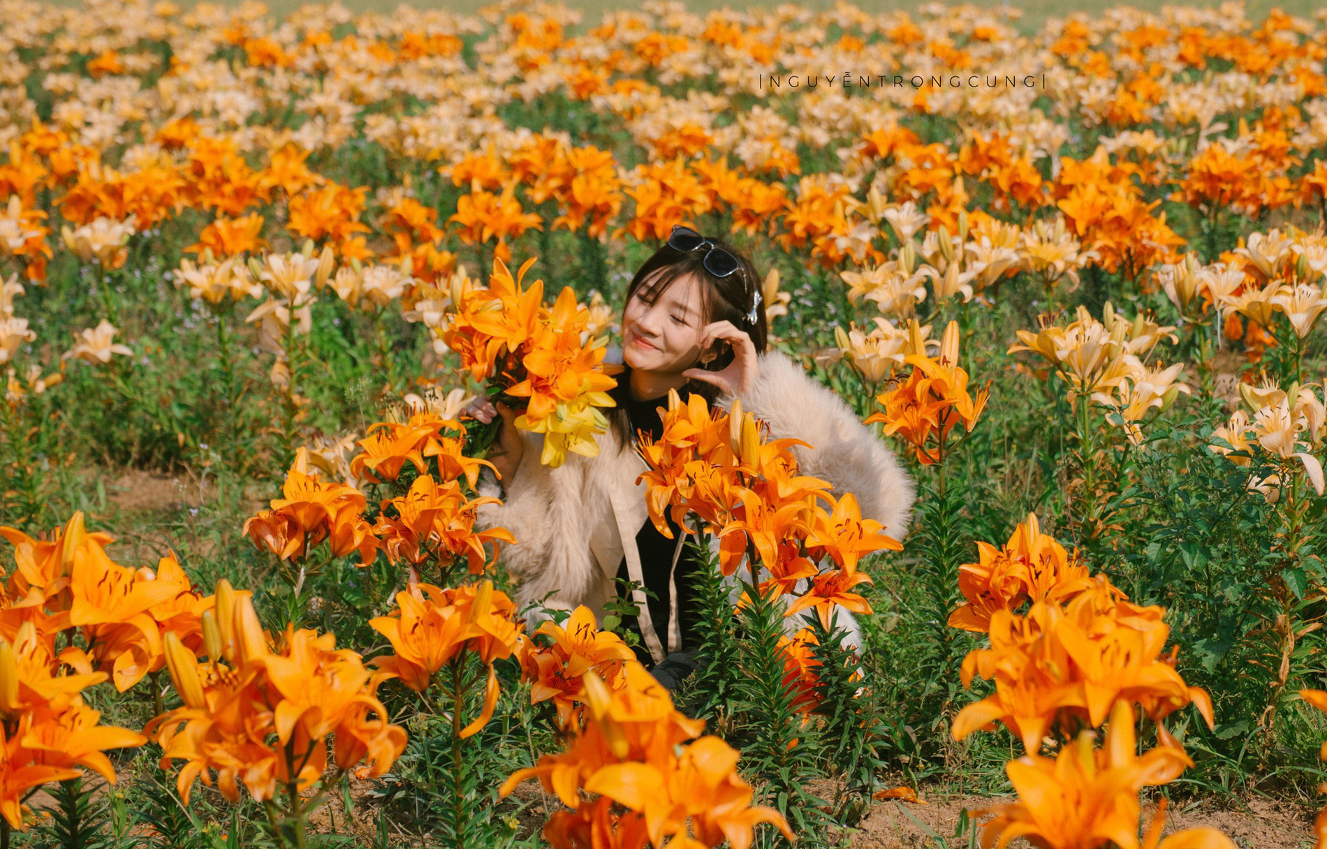 hai phong flowers.jpg