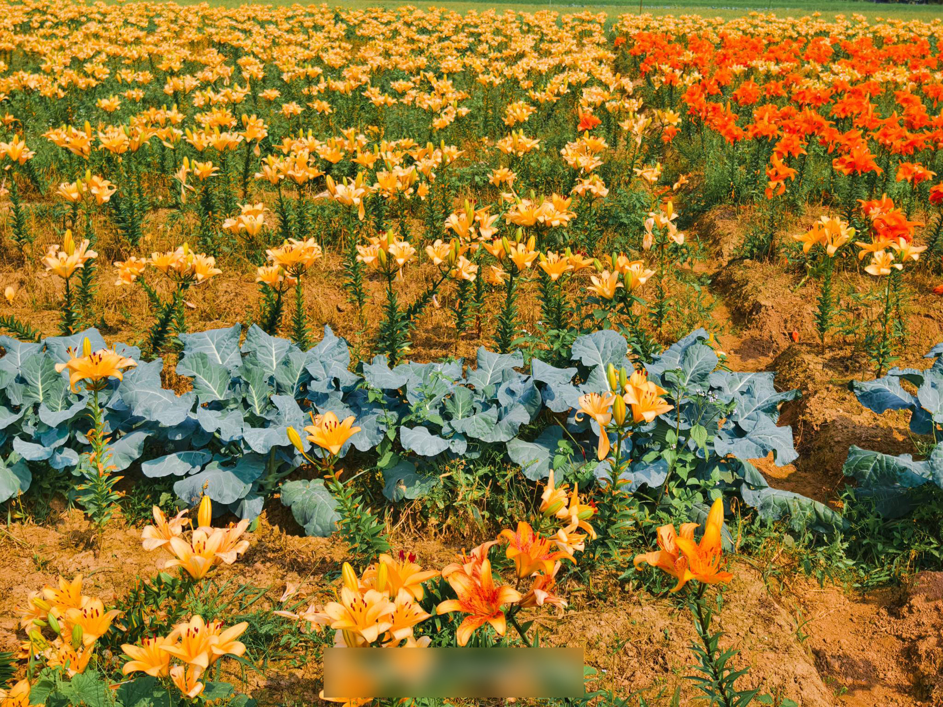 hai phong flowers1.jpg