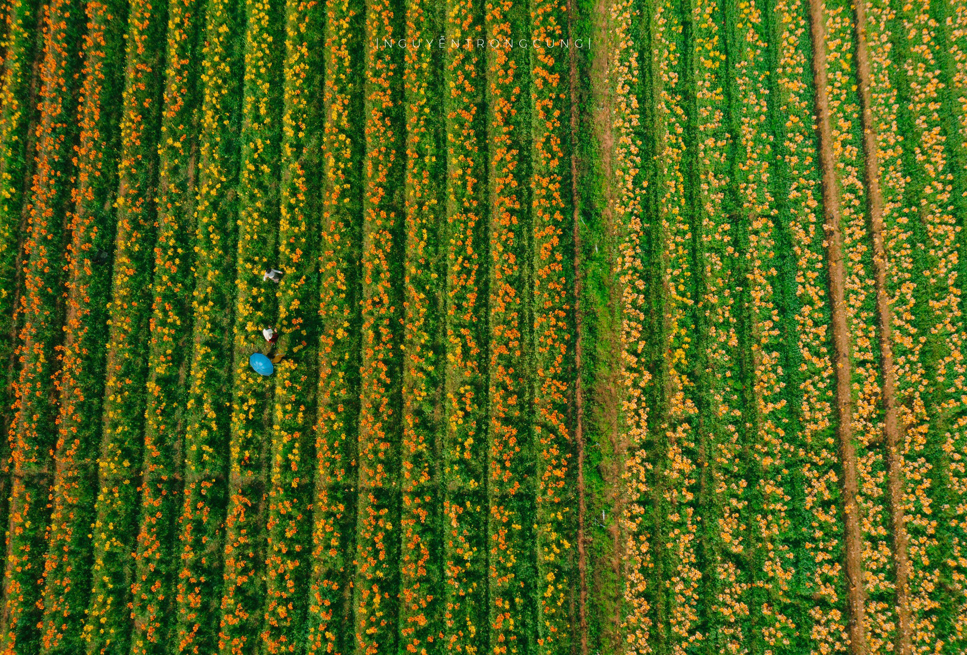 hai phong flowers2.jpg