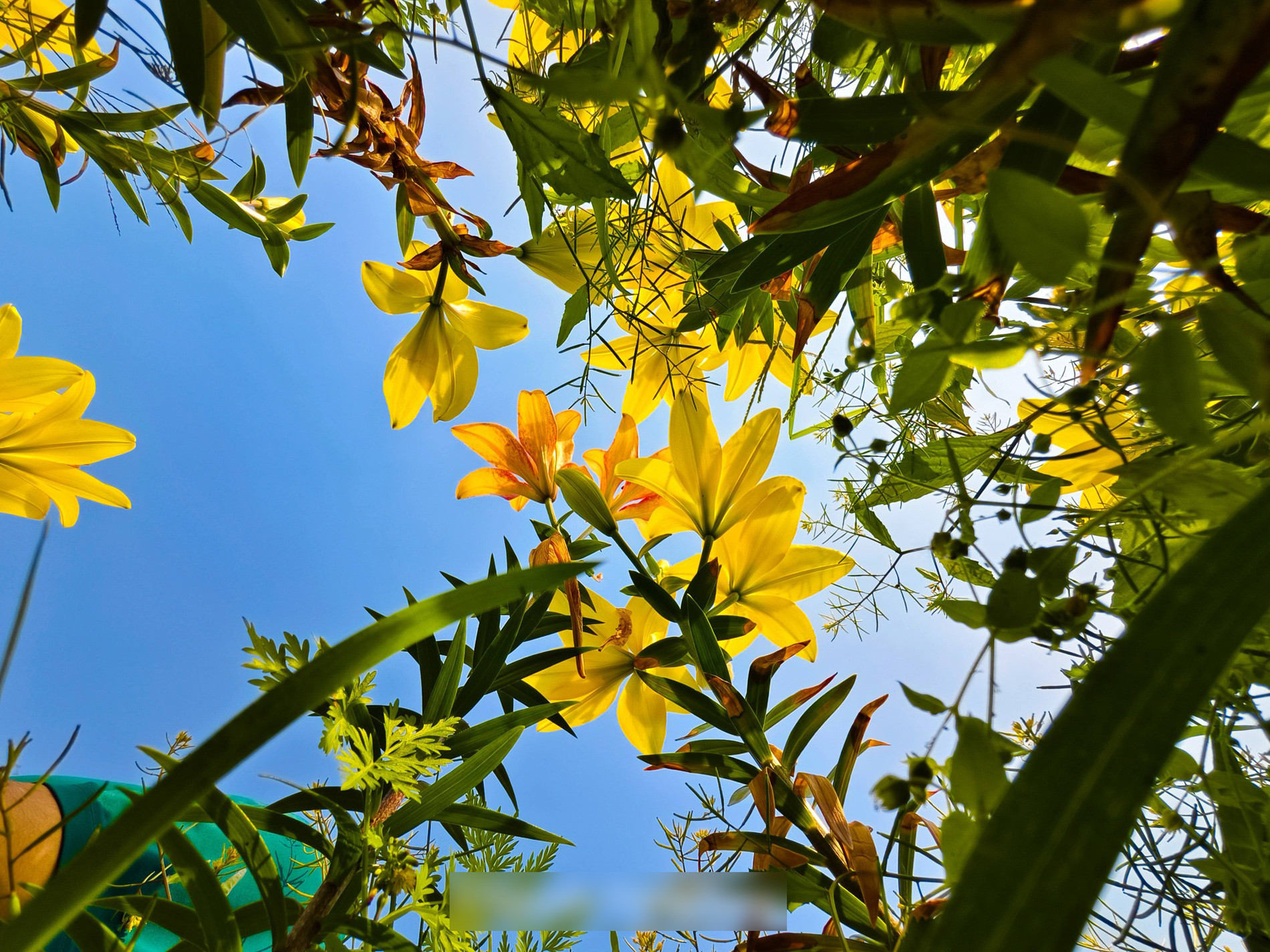 hai phong flowers3.jpg