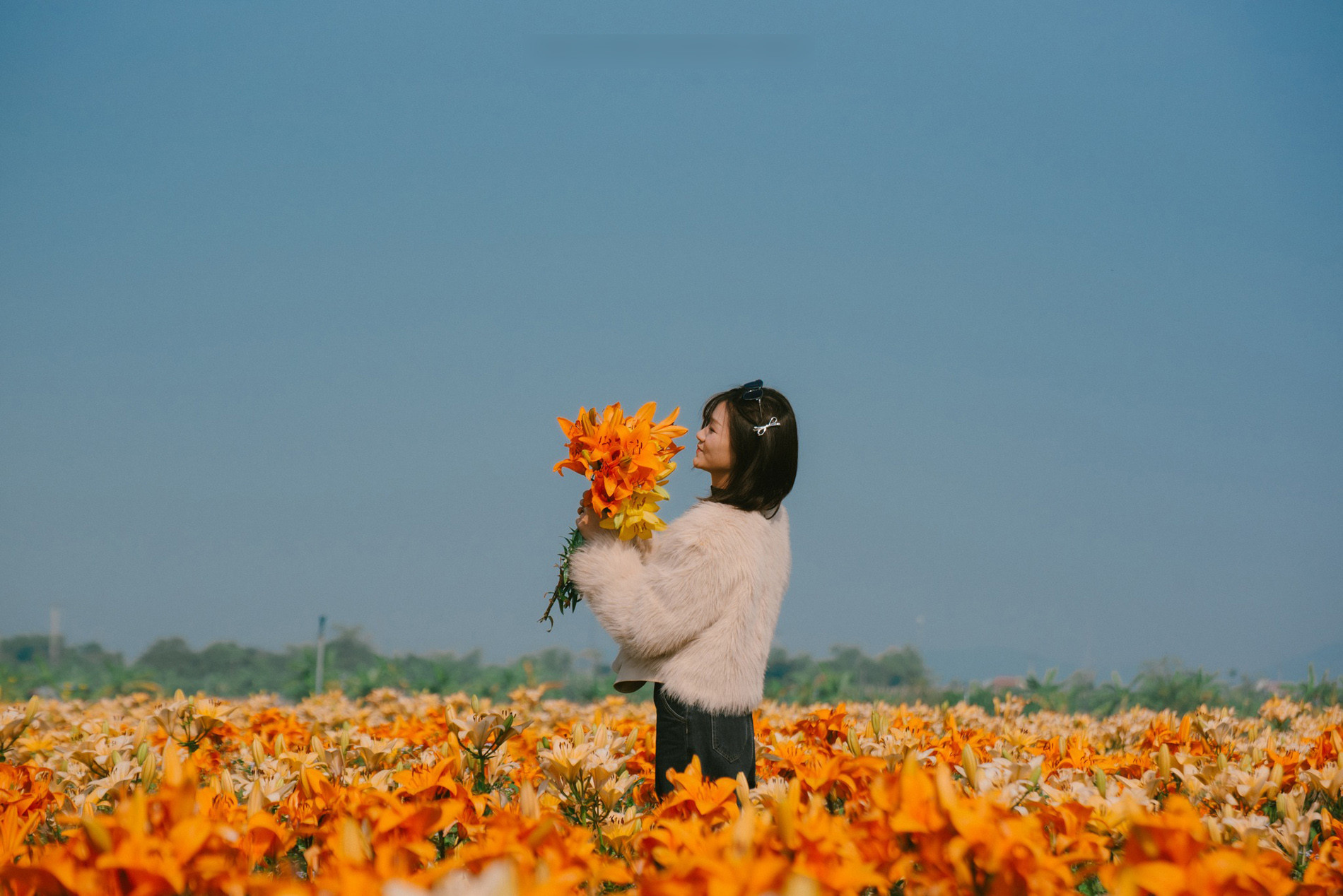 hai phong flowers9.jpg