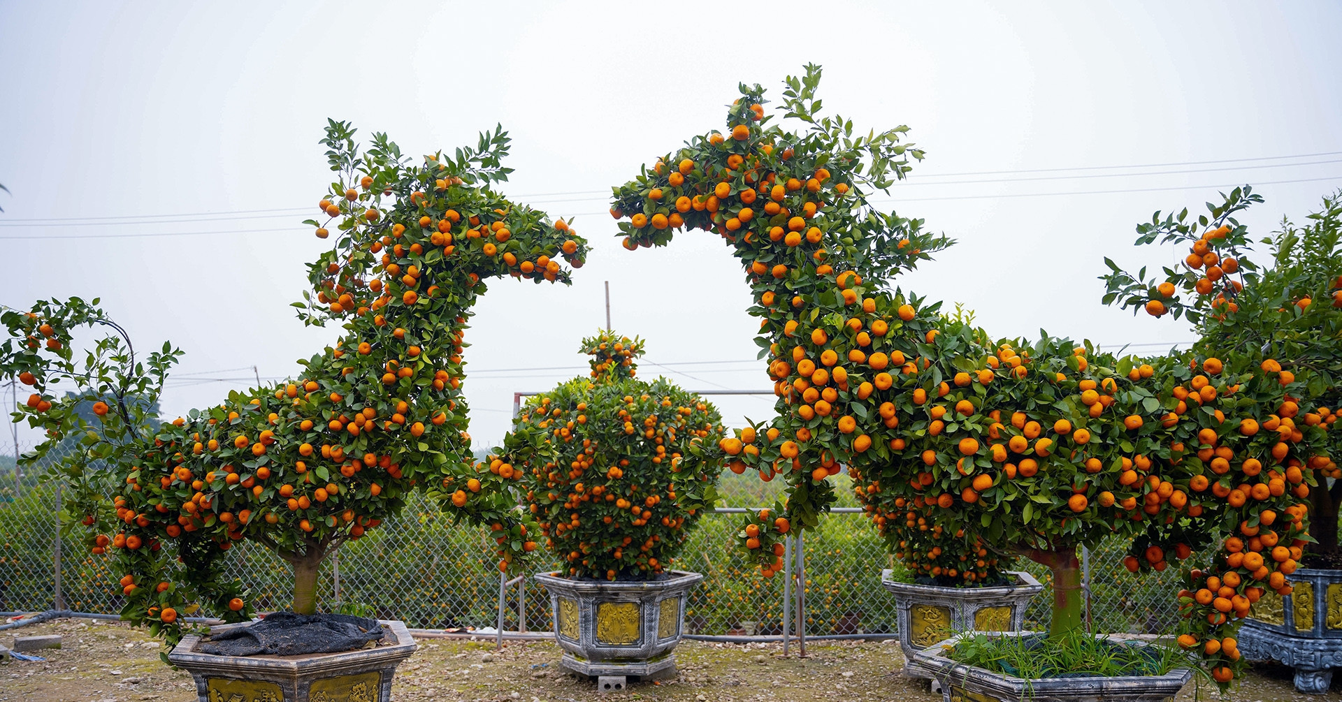 Mandarin trees shaped like horses fetch premium prices ahead of Tet