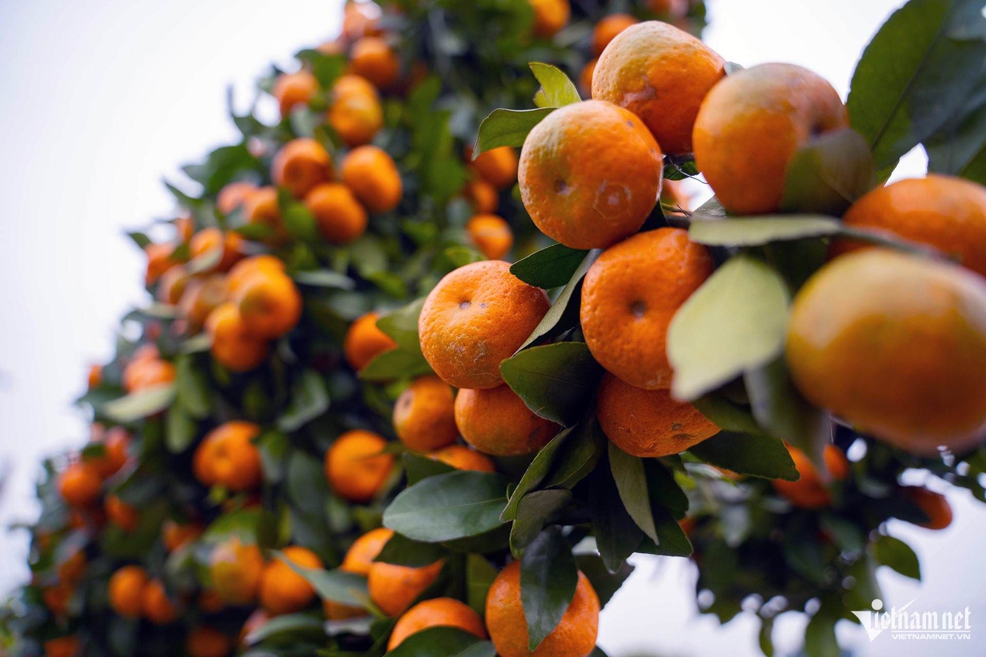 ornamental trees1.jpg