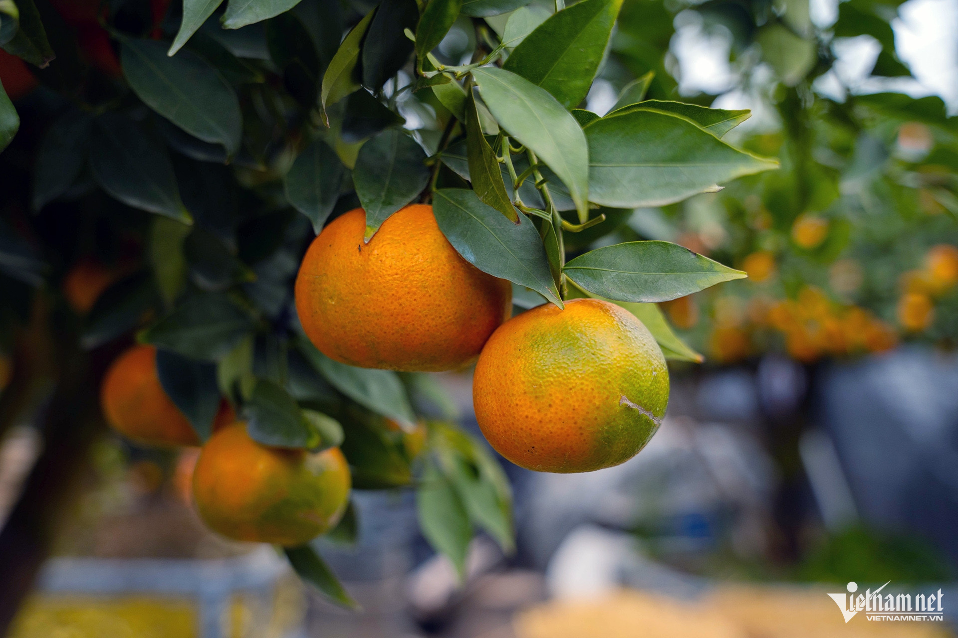 ornamental trees2.jpg