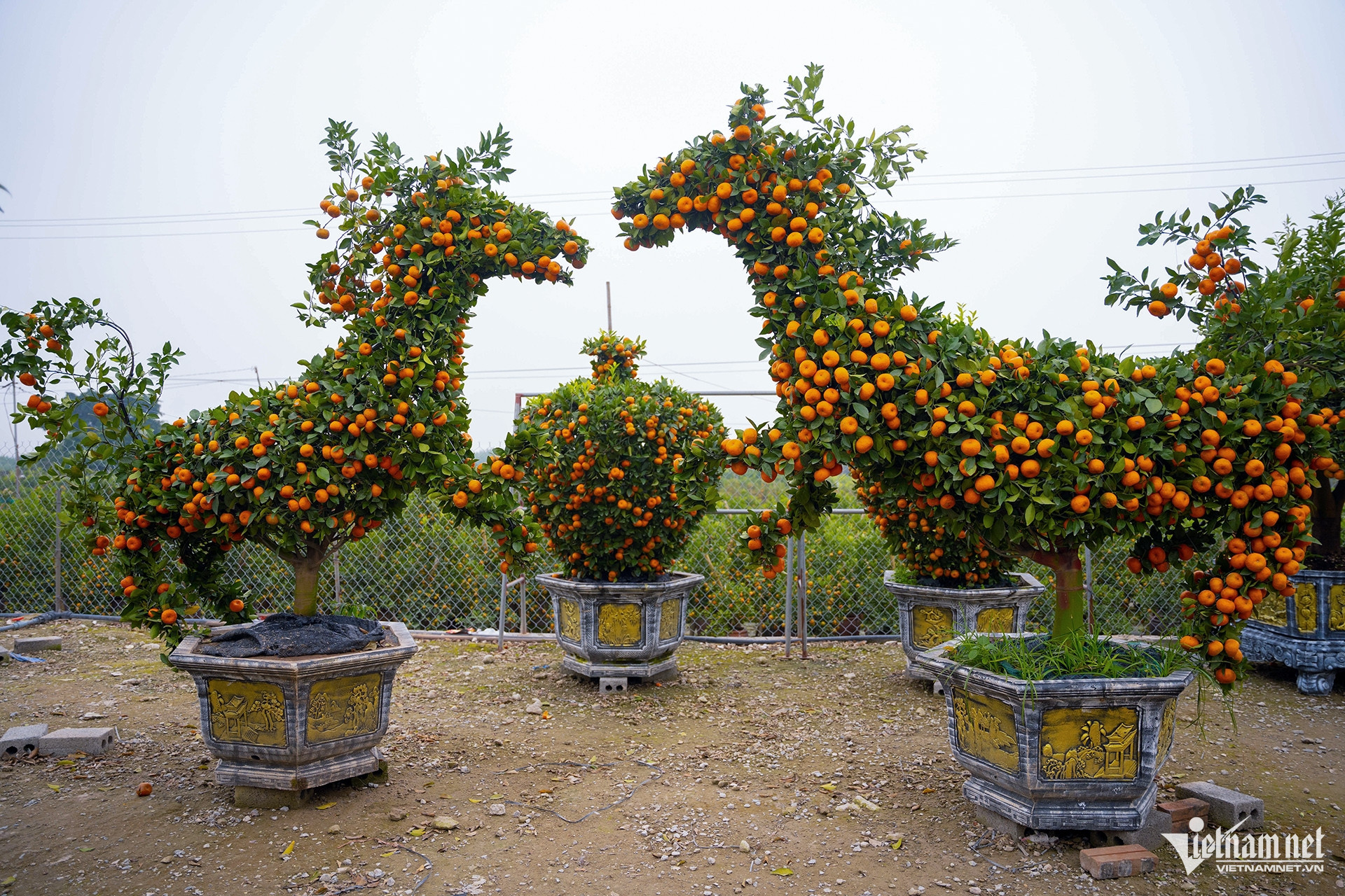 ornamental trees5.jpg