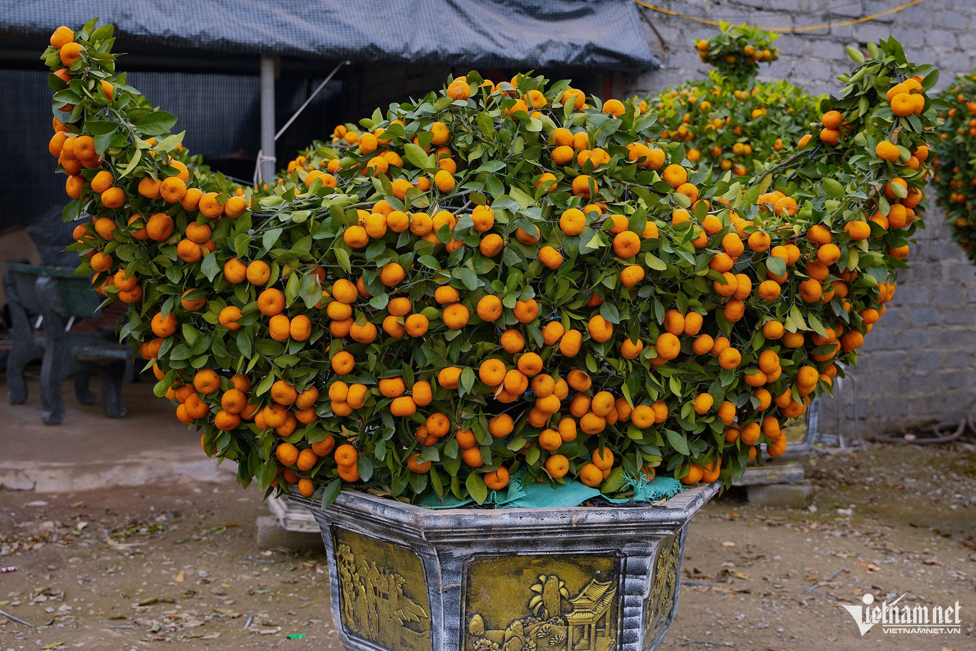 ornamental trees6.jpg