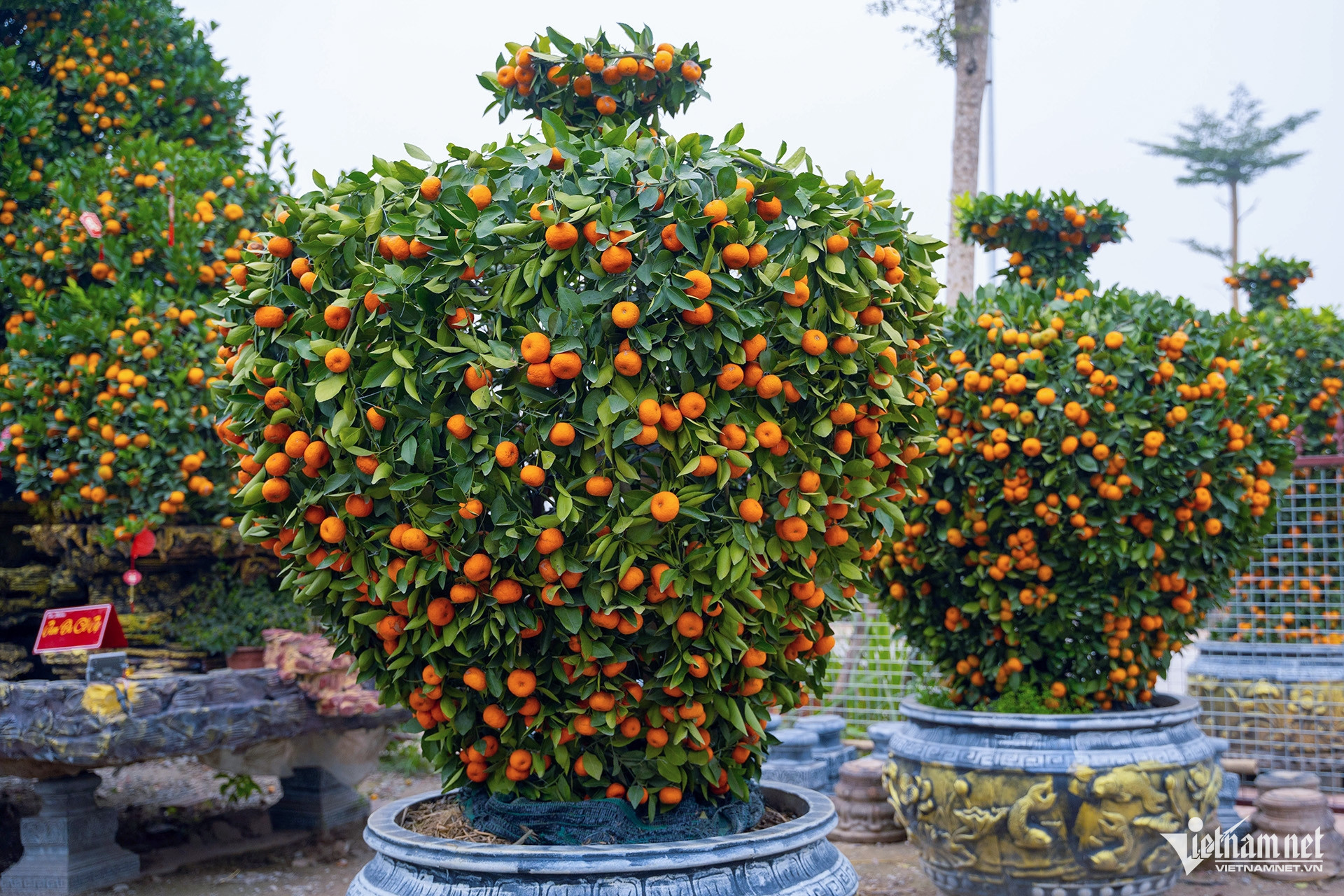 ornamental trees7.jpg