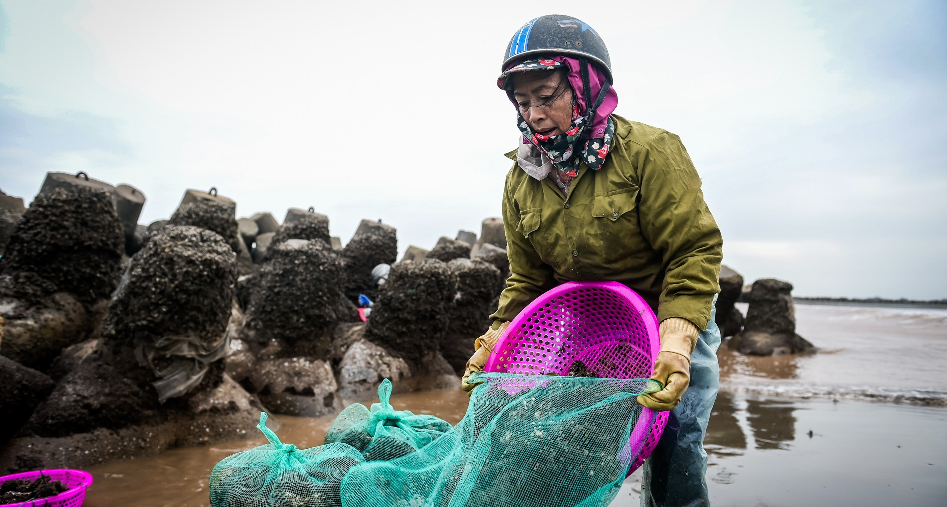 Braving icy waters for clams: Ninh Binh locals earn up to $40 daily