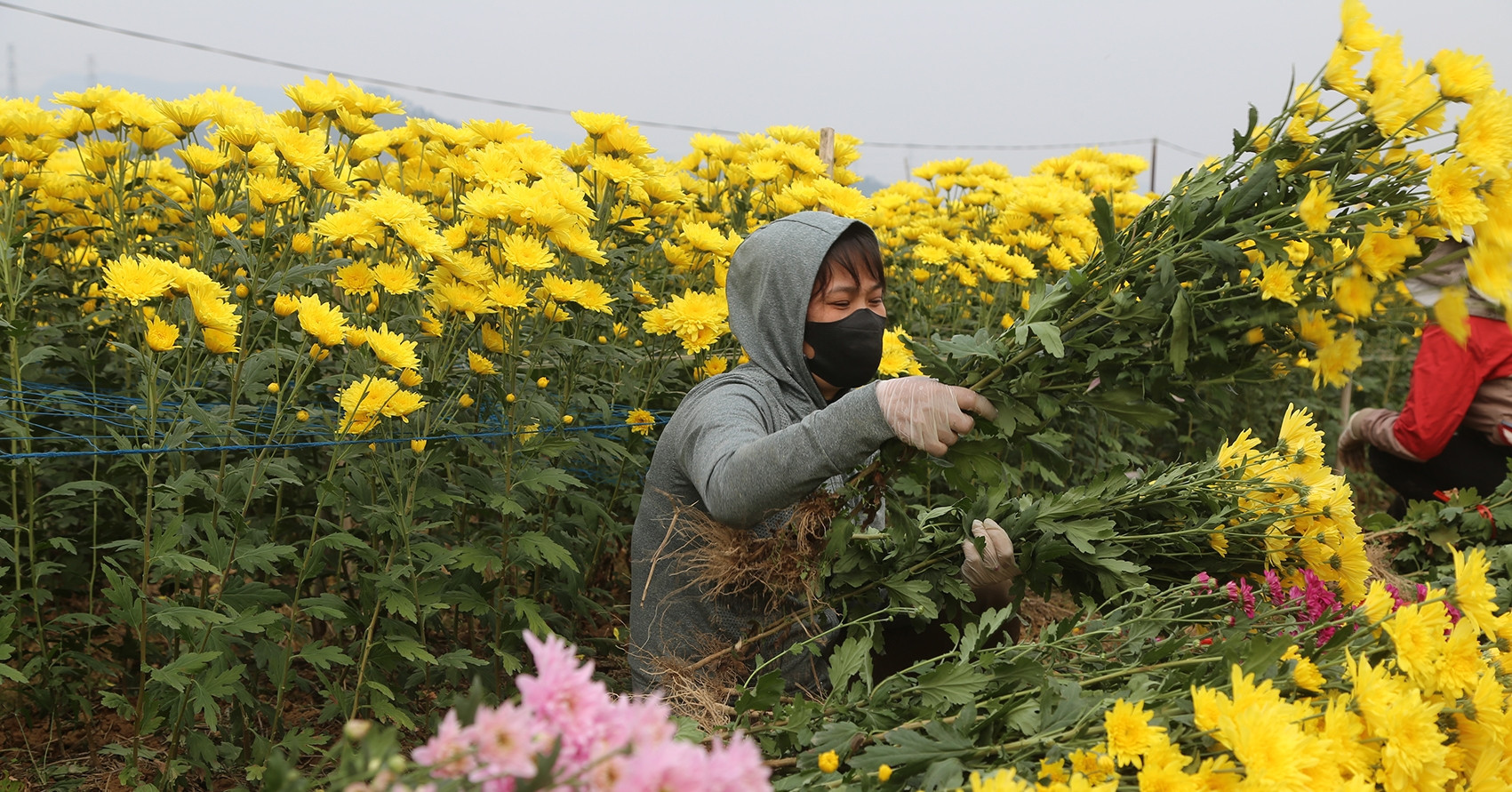 A bumper Tet harvest: Flower farmers in Quang Ninh earn over $20,000