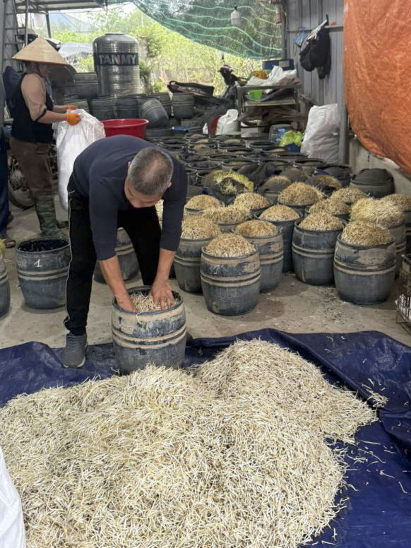 giá đỗ có chất cấm.JPG