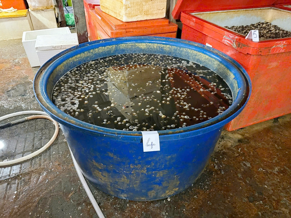 oc ngam hoa chat 4.png