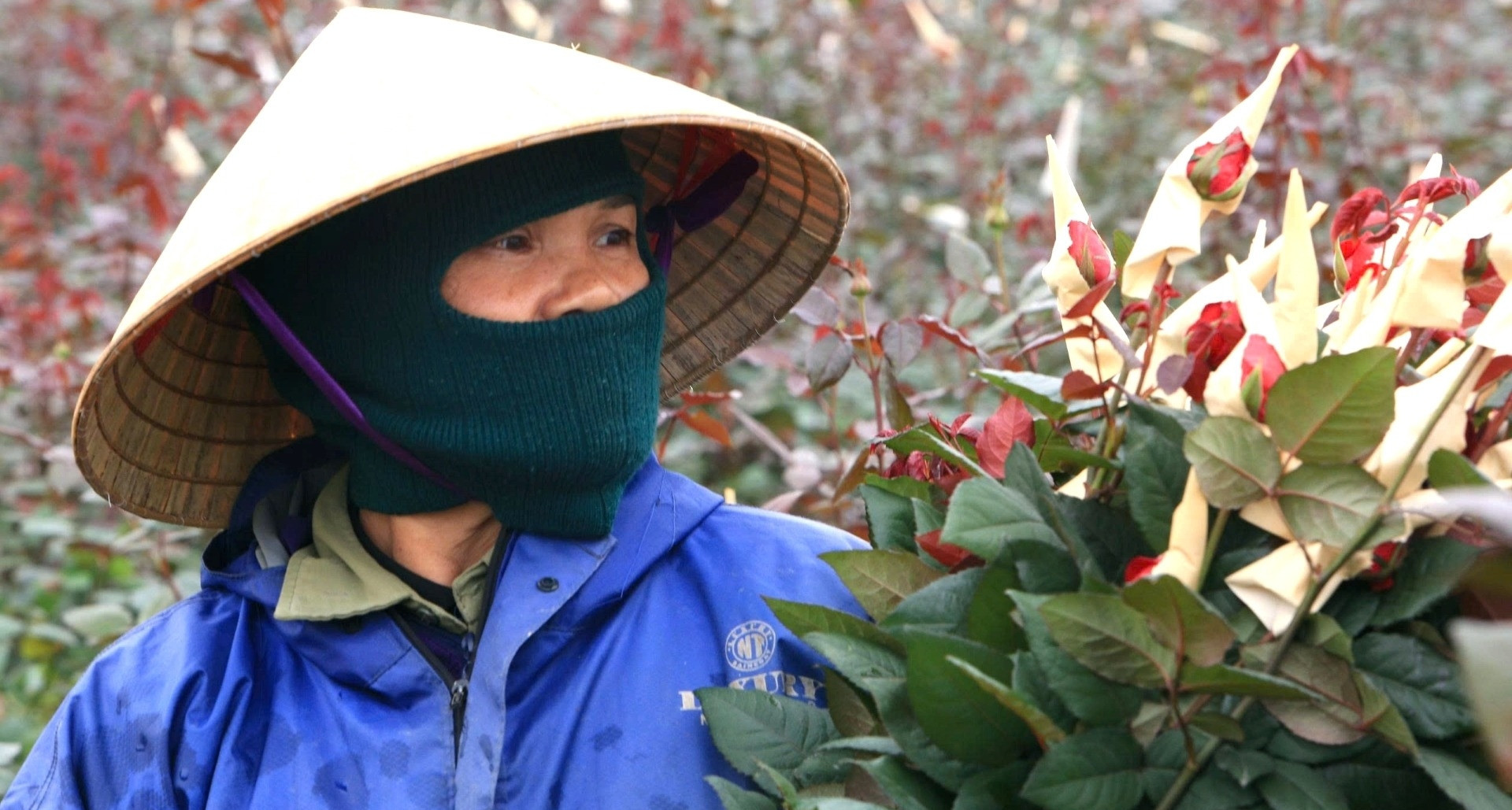 A blooming Tet: Thanh Hoa’s flower farmers earn big as New Year nears