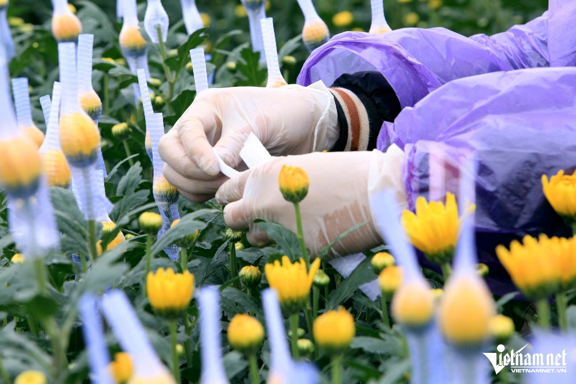 flower villlage2.jpg