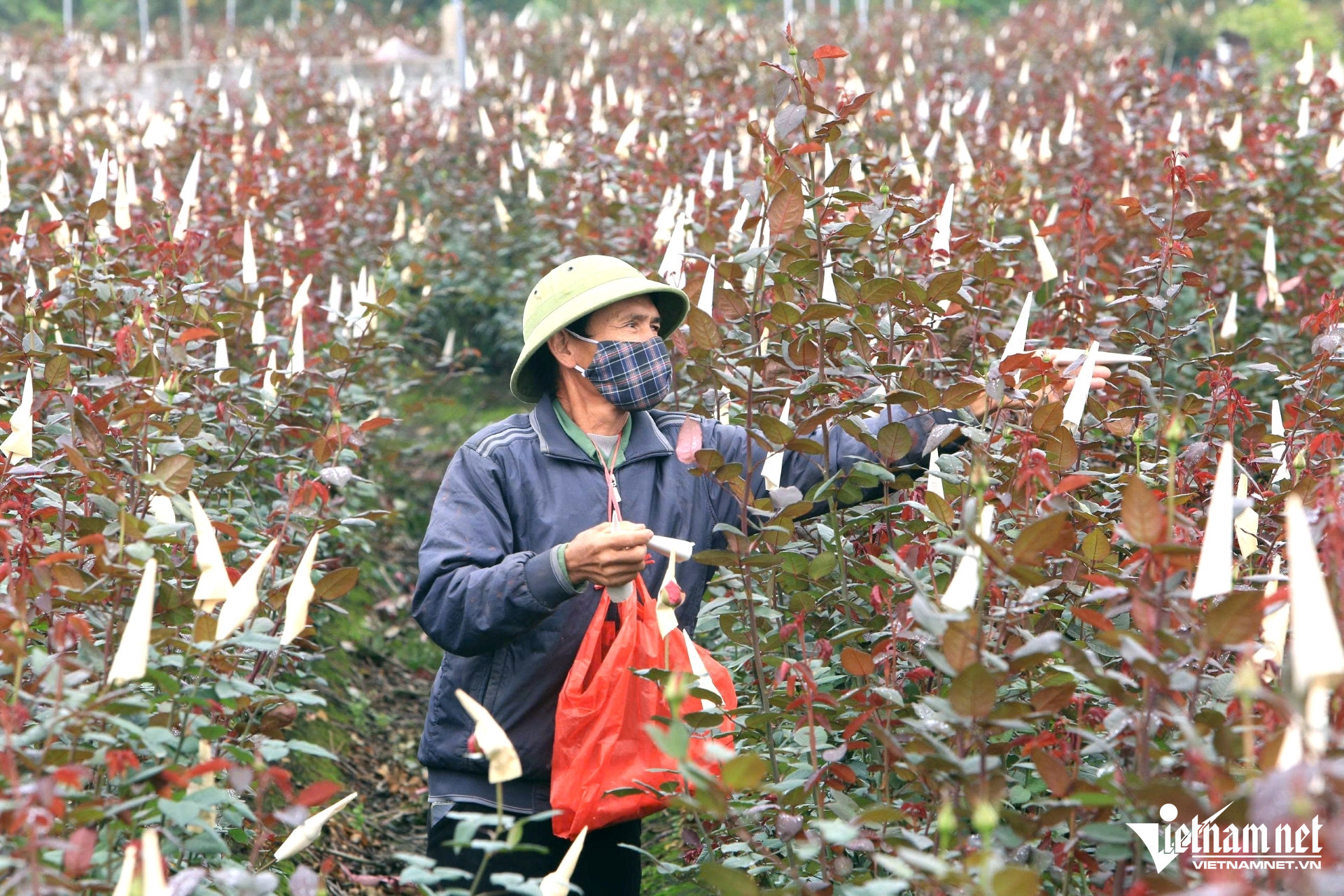 flower villlage5.jpg