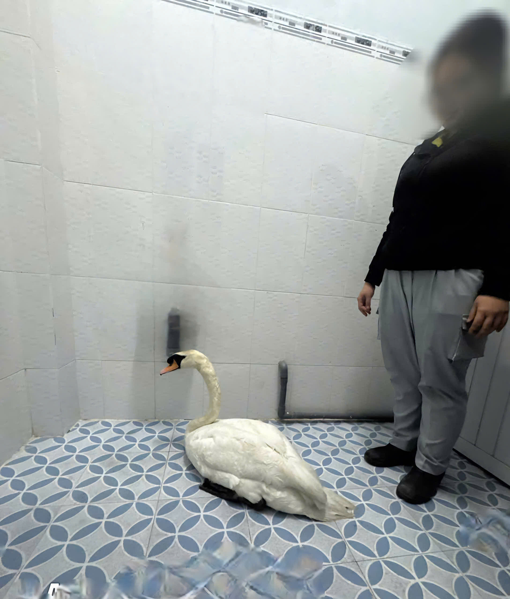 trom thien nga trang 1.png