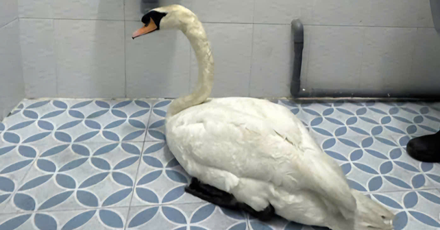 White swan stolen from Saigon Zoo, found and rescued in Can Tho