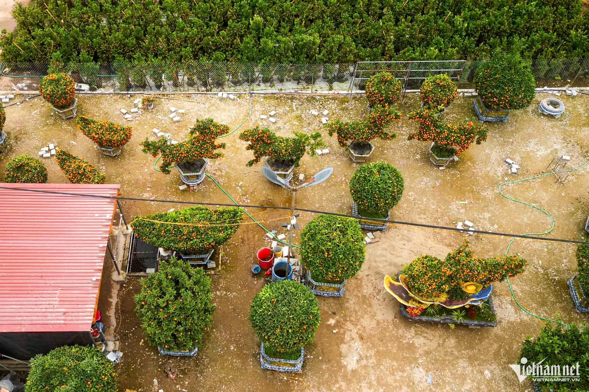 W-quất cảnh hưng yên_12.JPG.jpg