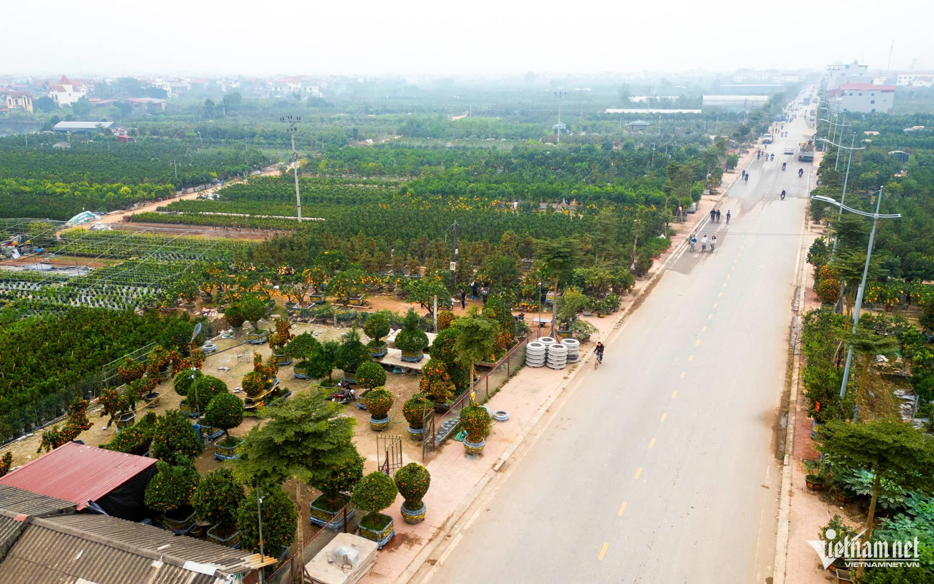 W-quất cảnh hưng yên_3.JPG.jpg