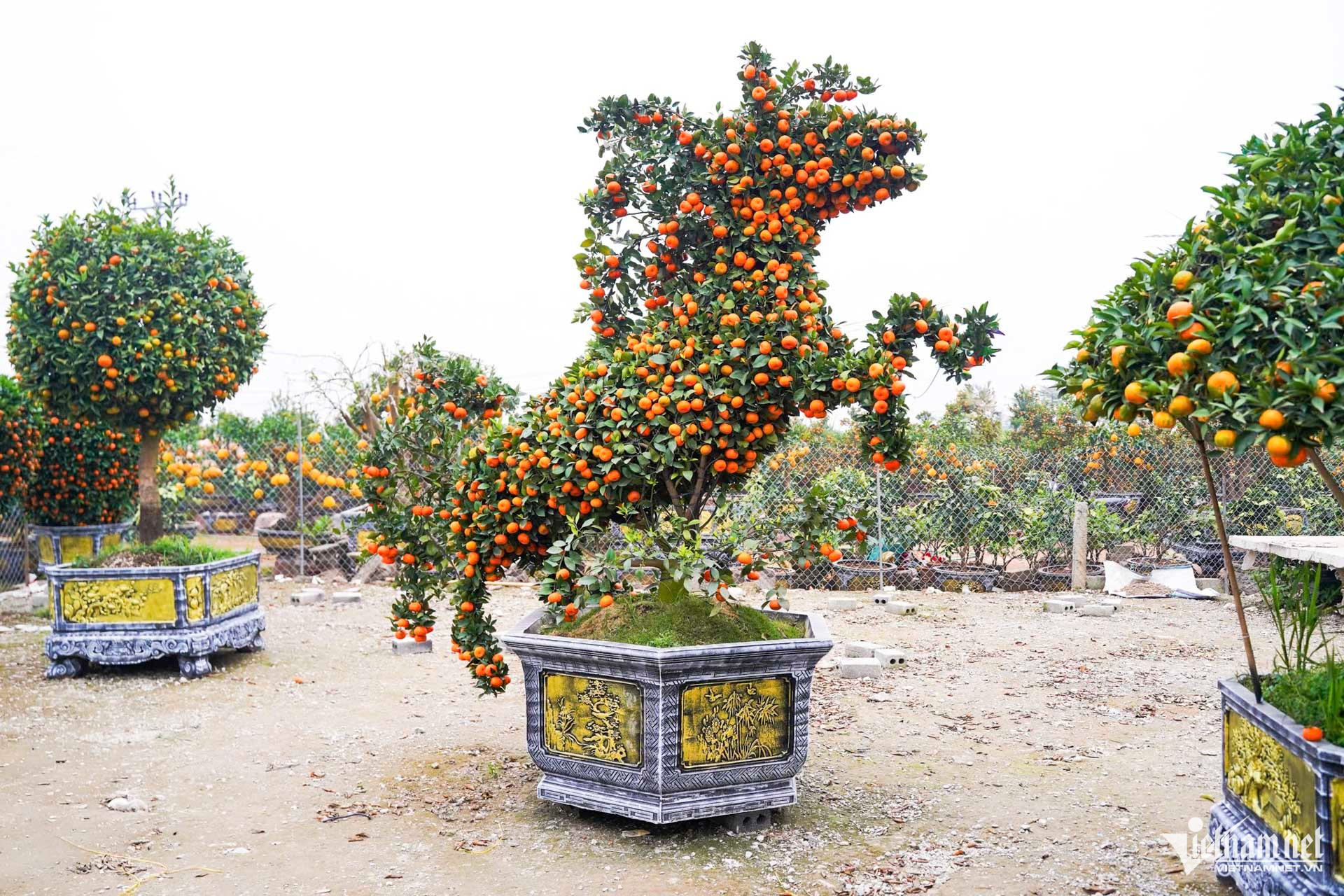 W-quất cảnh hưng yên.JPG.jpg