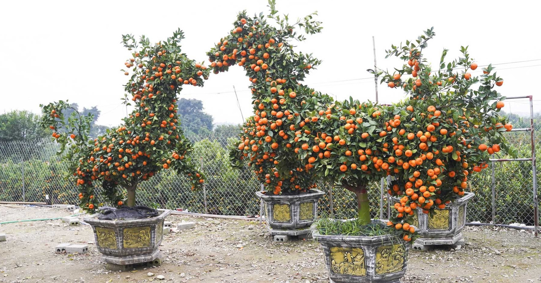 Horse-shaped tangerine trees fetch thousands as Tet approaches