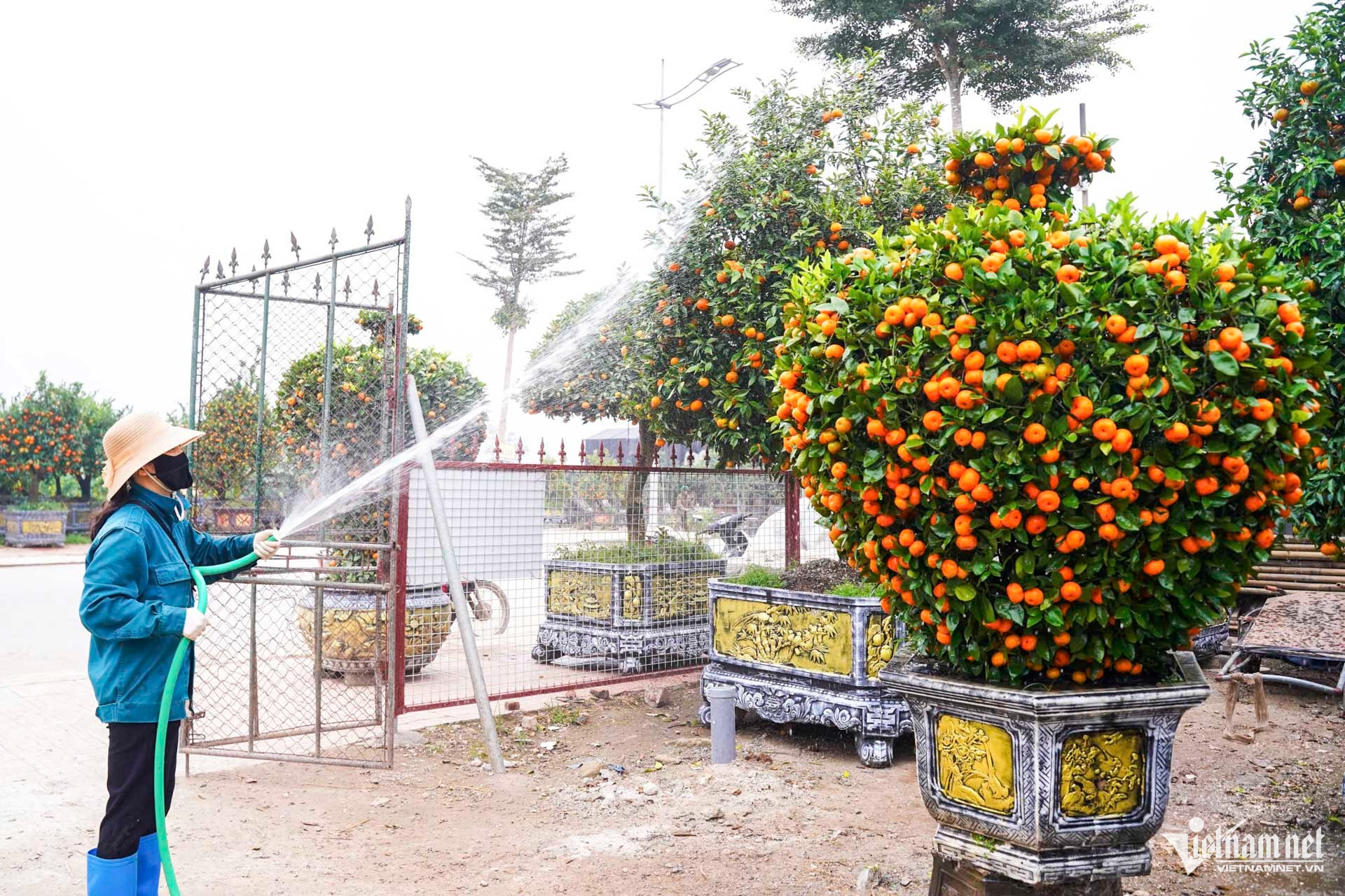 W-quất cảnh hưng yên_8.JPG.jpg