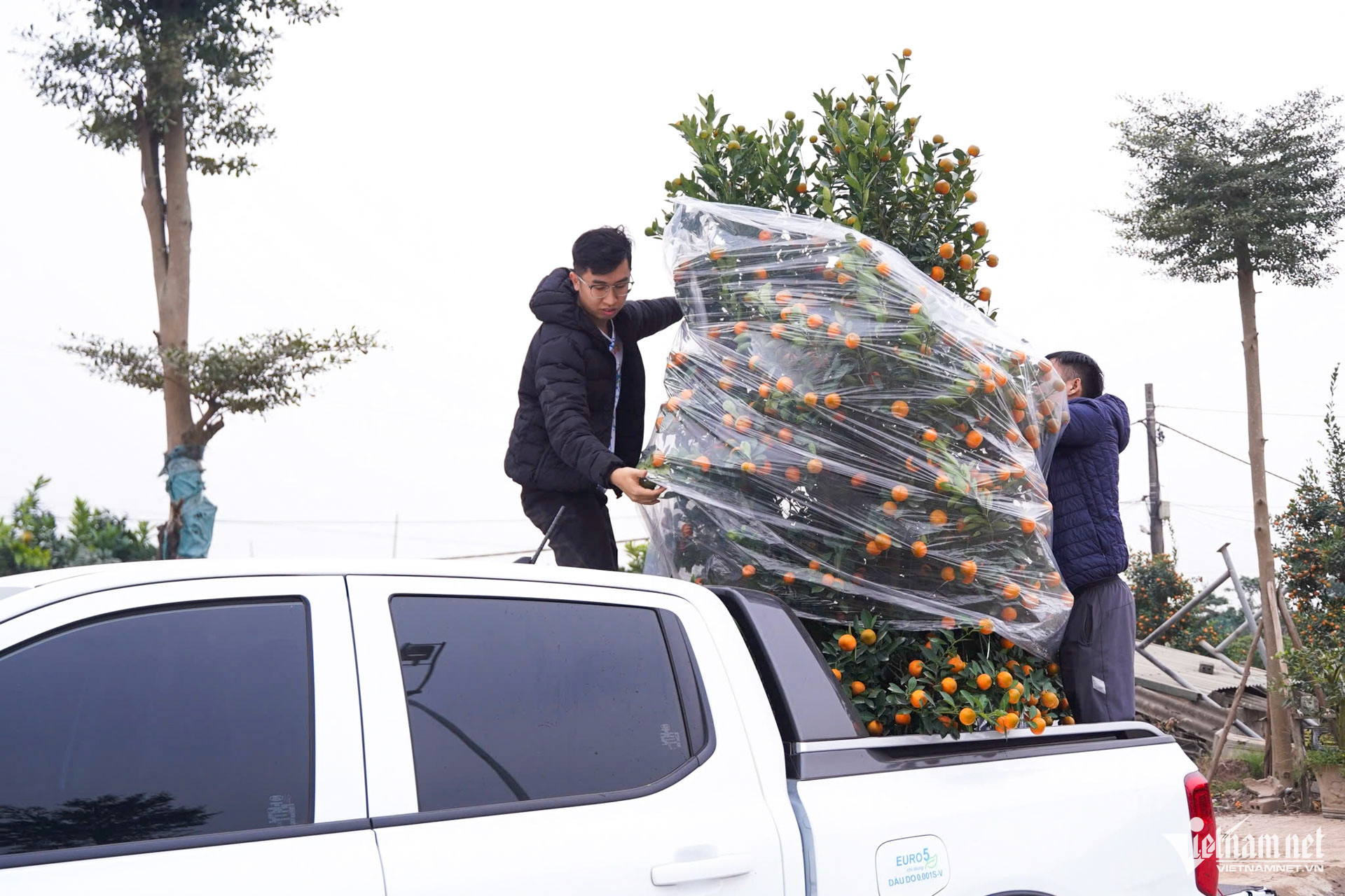 W-quất cảnh hưng yên_10.JPG.jpg