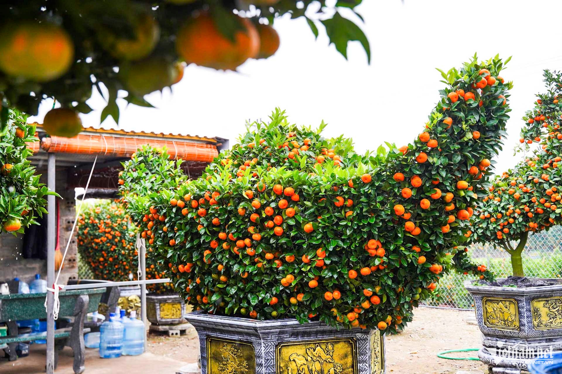 W-quất cảnh hưng yên_11.JPG.jpg