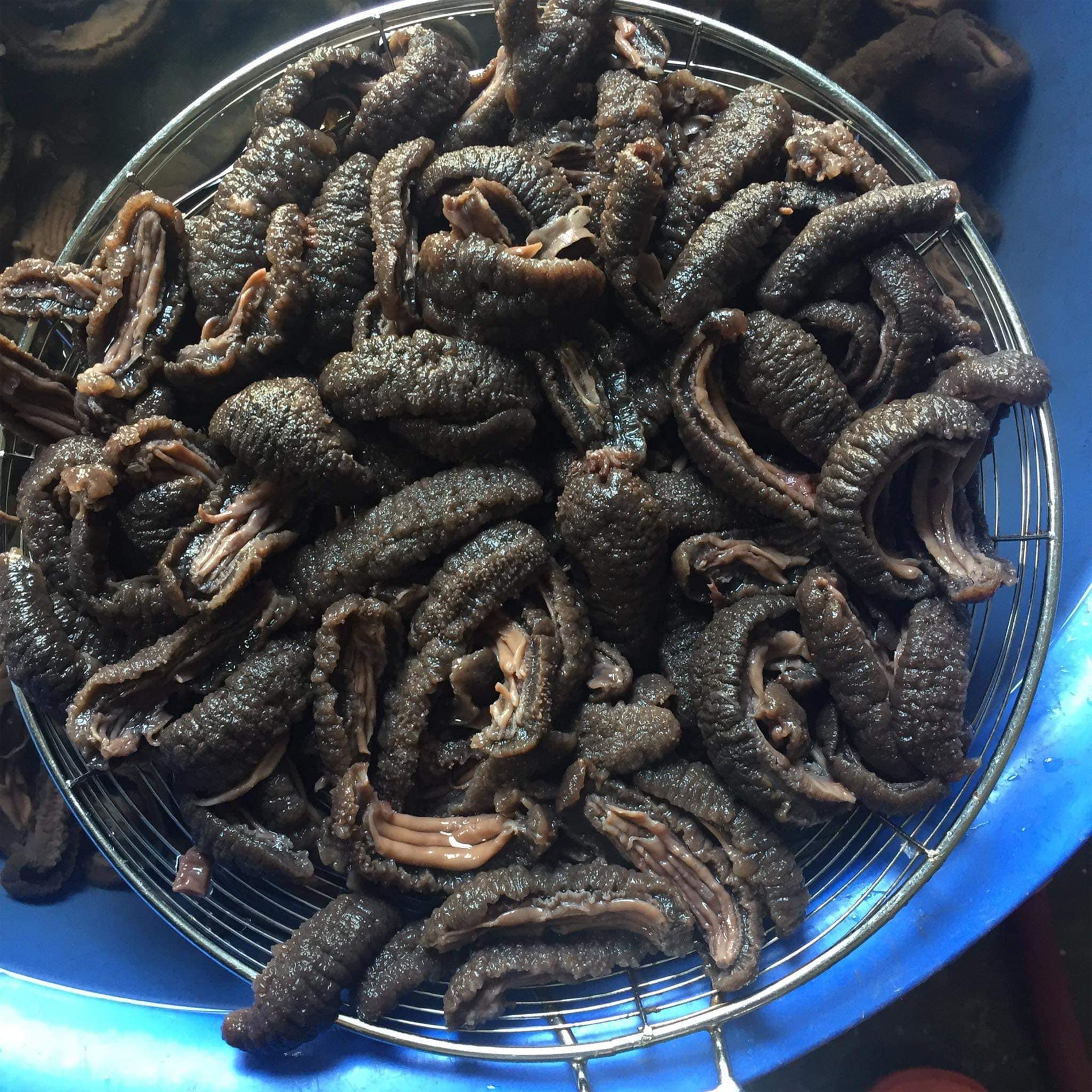 hải sâm đen   nguyễn sỹ hiệp.png