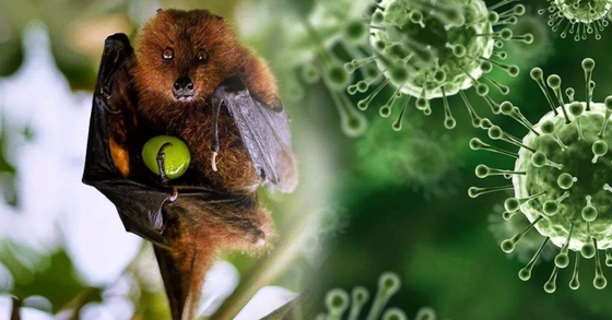 Vietnam ramps up defense against Nipah virus amid outbreak in India