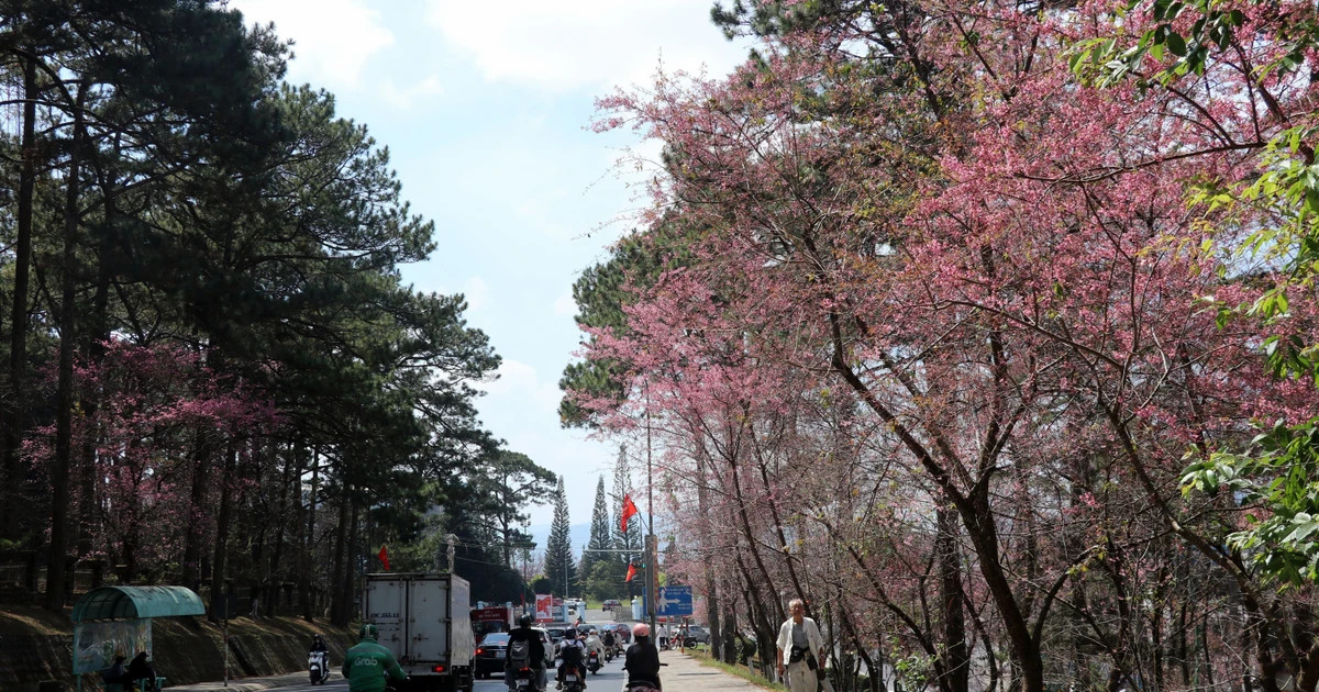 Da Lat opens cherry blossom viewing space on heritage route