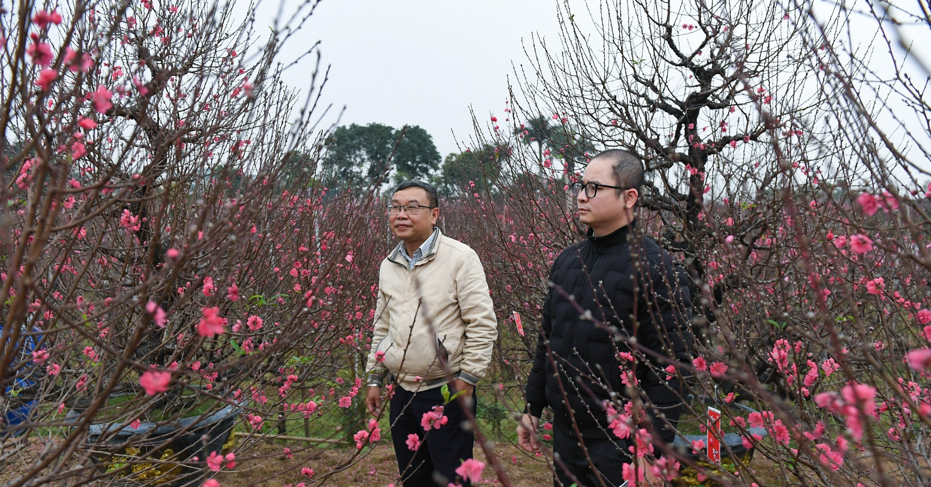 Hanoi&rsquo;s flower markets bustle as early Tet spirit blossoms