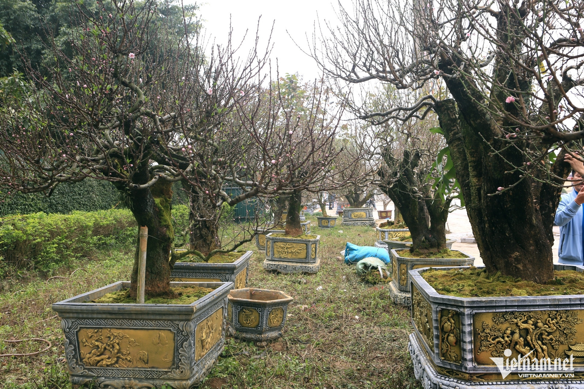 peach trees1.jpg