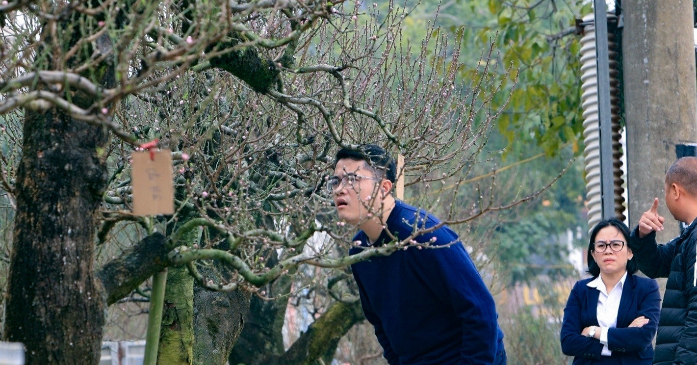 Renting peach blossoms becomes Tet trend in Thanh Hoa, prices hit $6,000