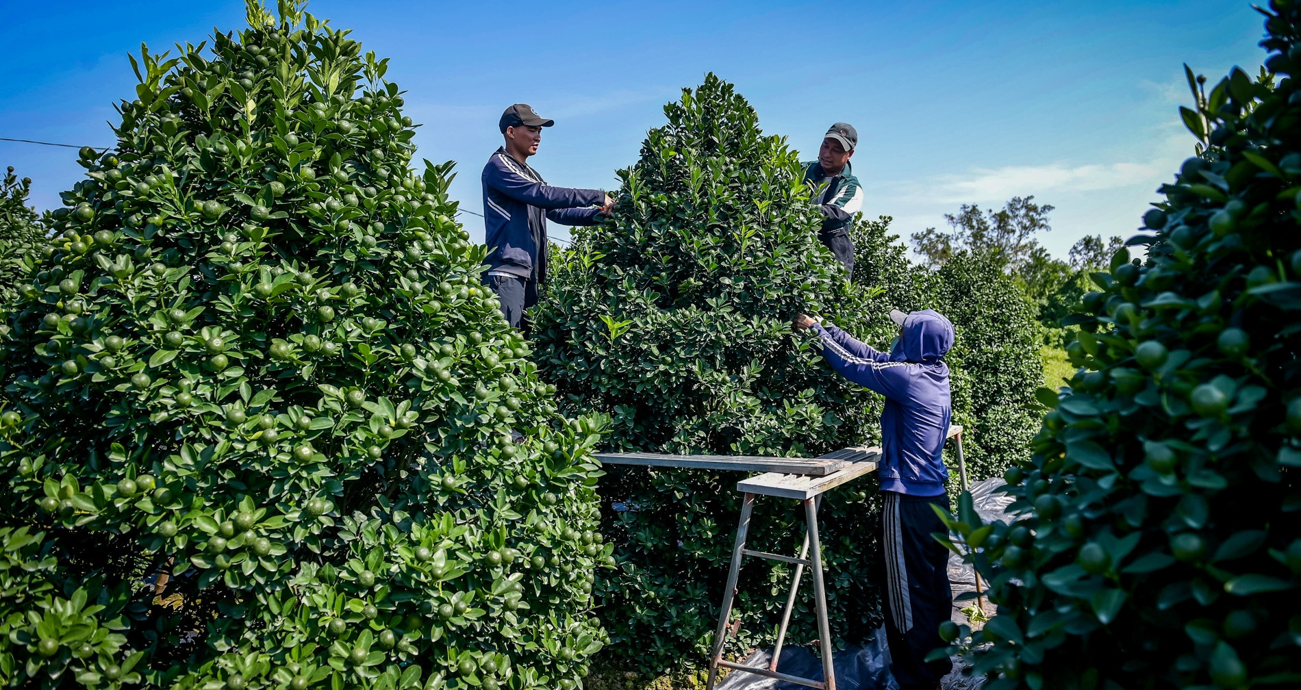 A year in the soil: The quiet craft behind Vietnam’s prized kumquat trees