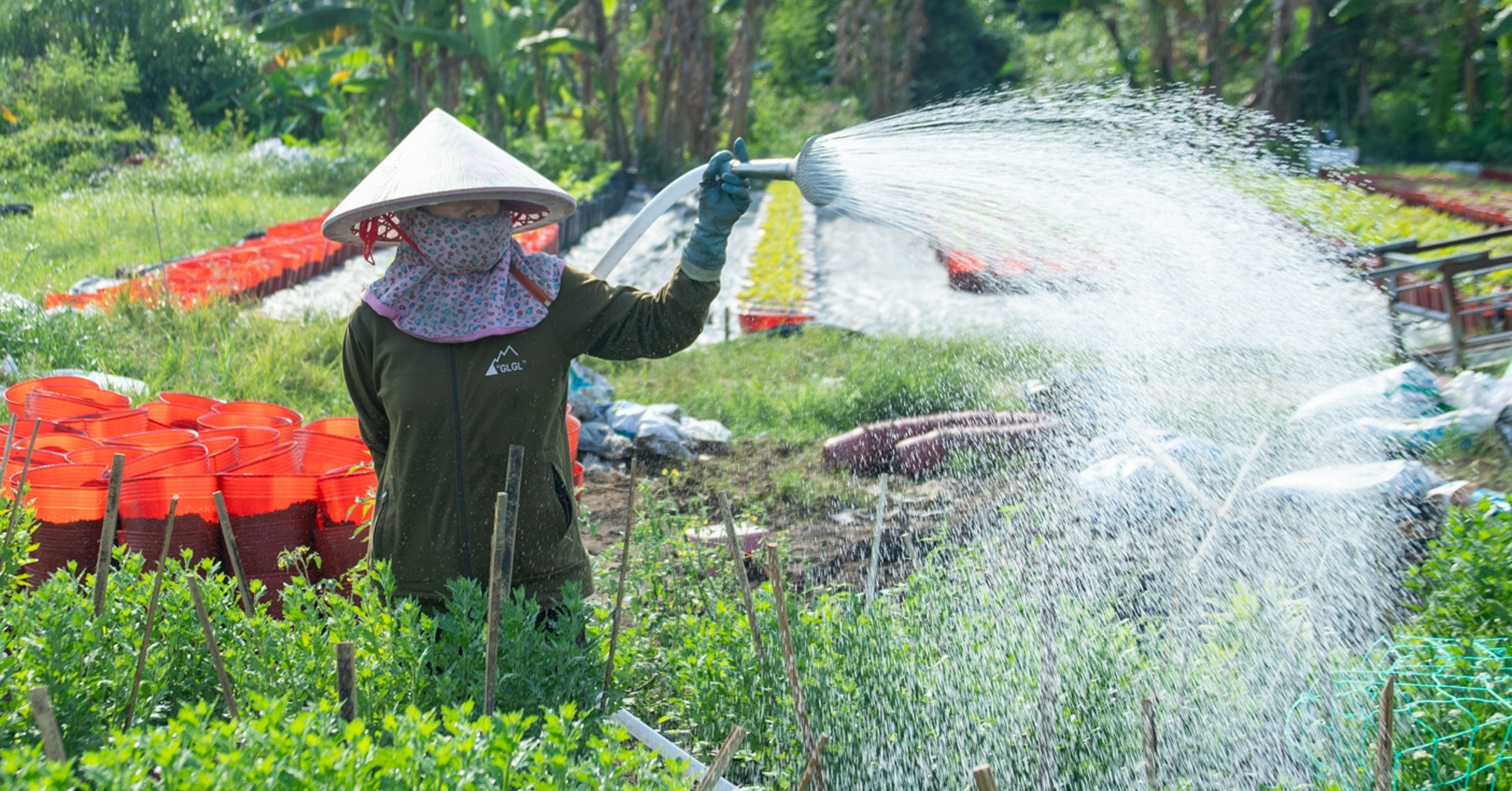 As Tet nears, flower farmers in Ho Chi Minh City push through scorching days
