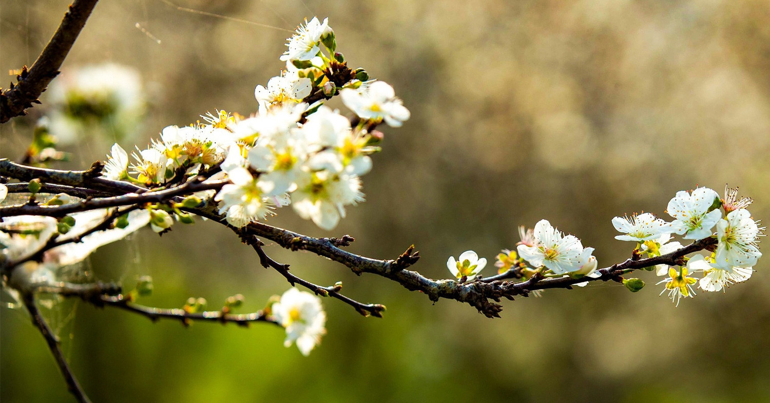 Moc Chau’s plum blossom season: A quiet love story in white