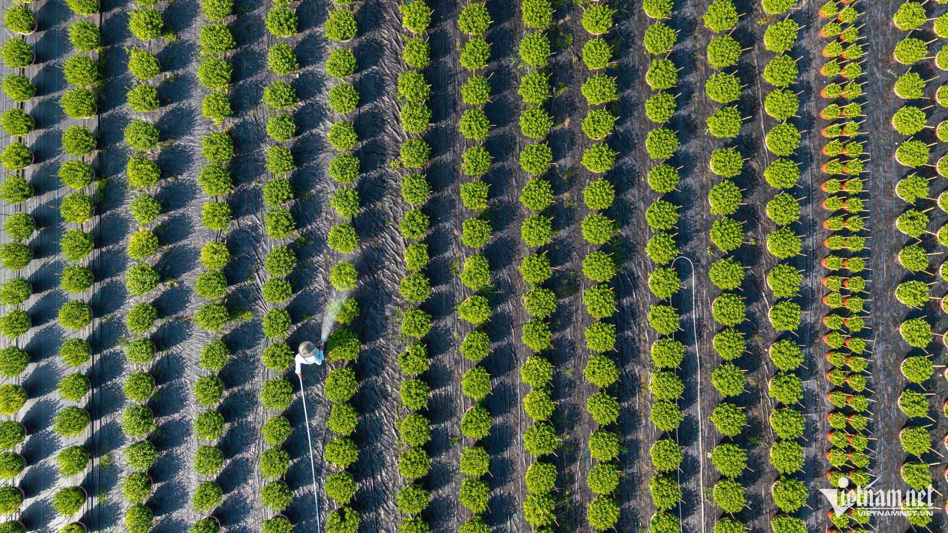 vn flower village.jpg