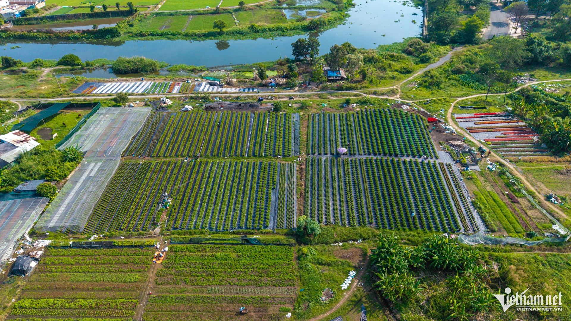 vn flower village1.jpg