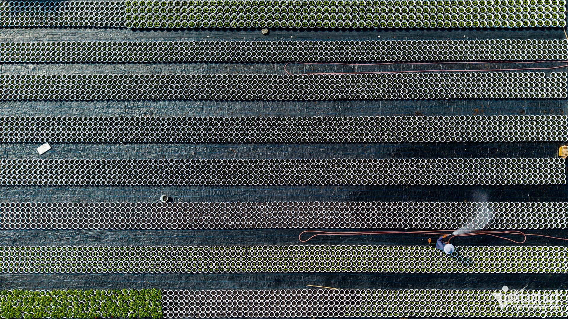 vn flower village10.jpg