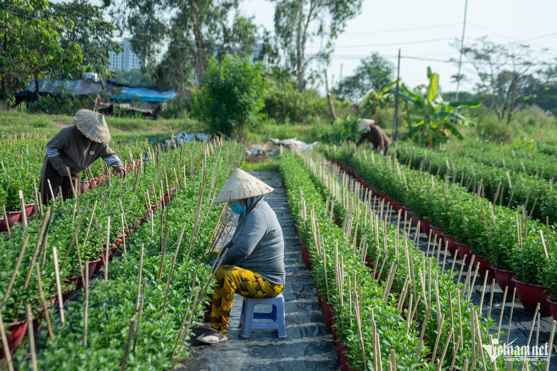 vn flower village2.jpg