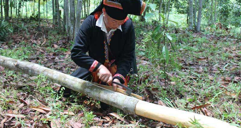 Global demand for Vietnamese cinnamon boosts exports by 25%