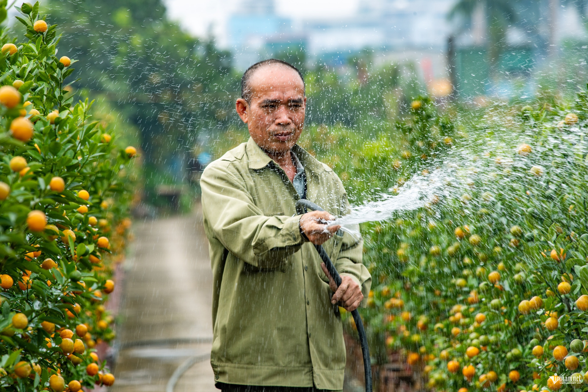 kumquat vietnam.jpg