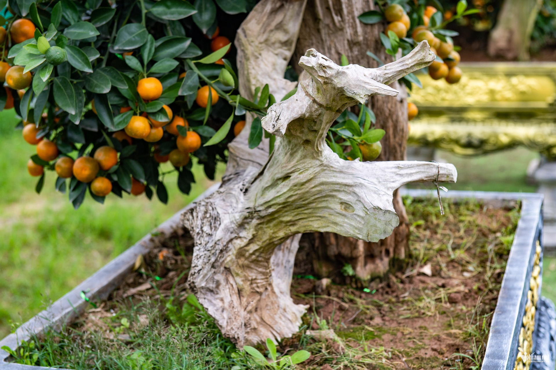 kumquat vietnam1.jpg