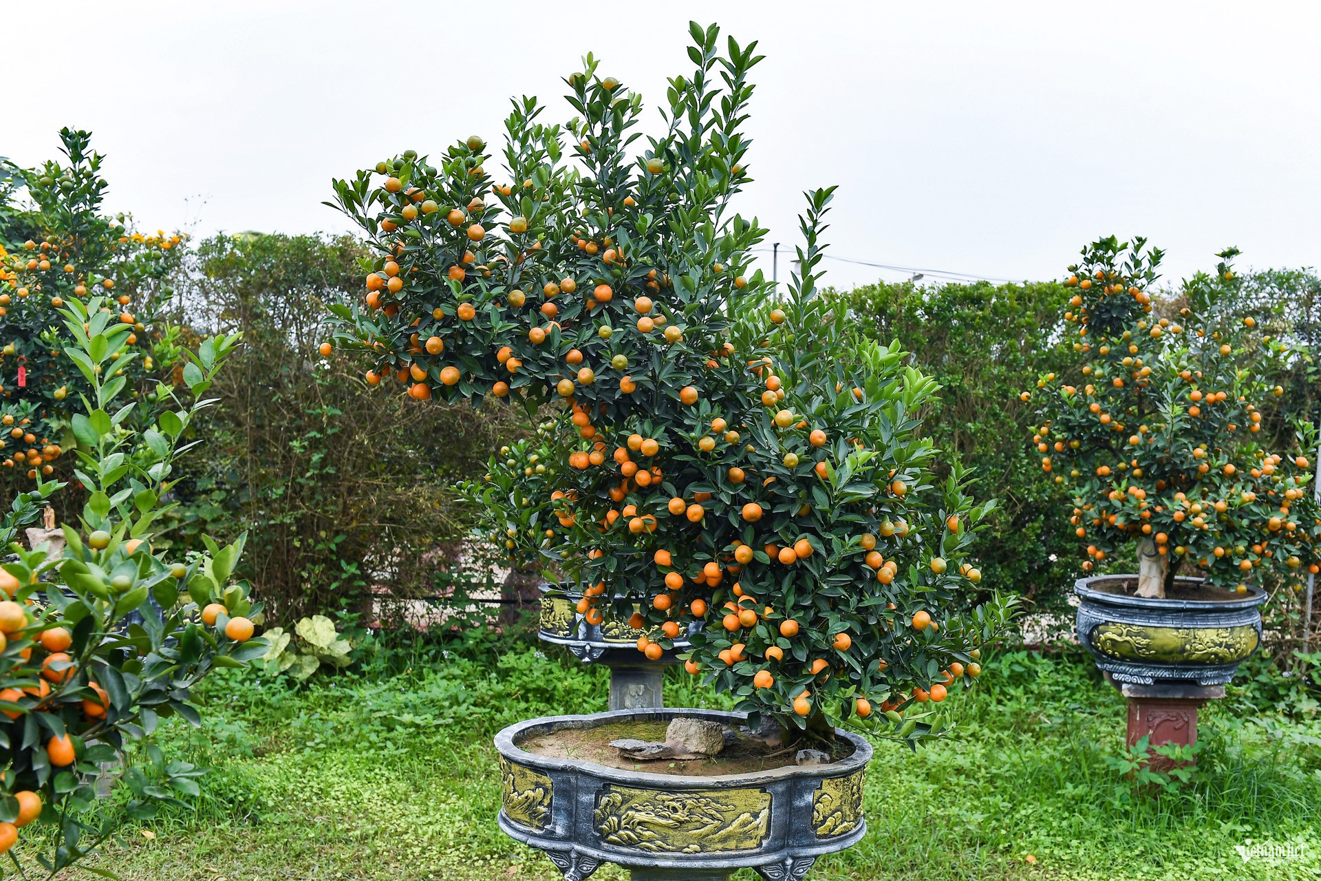 kumquat vietnam2.jpg
