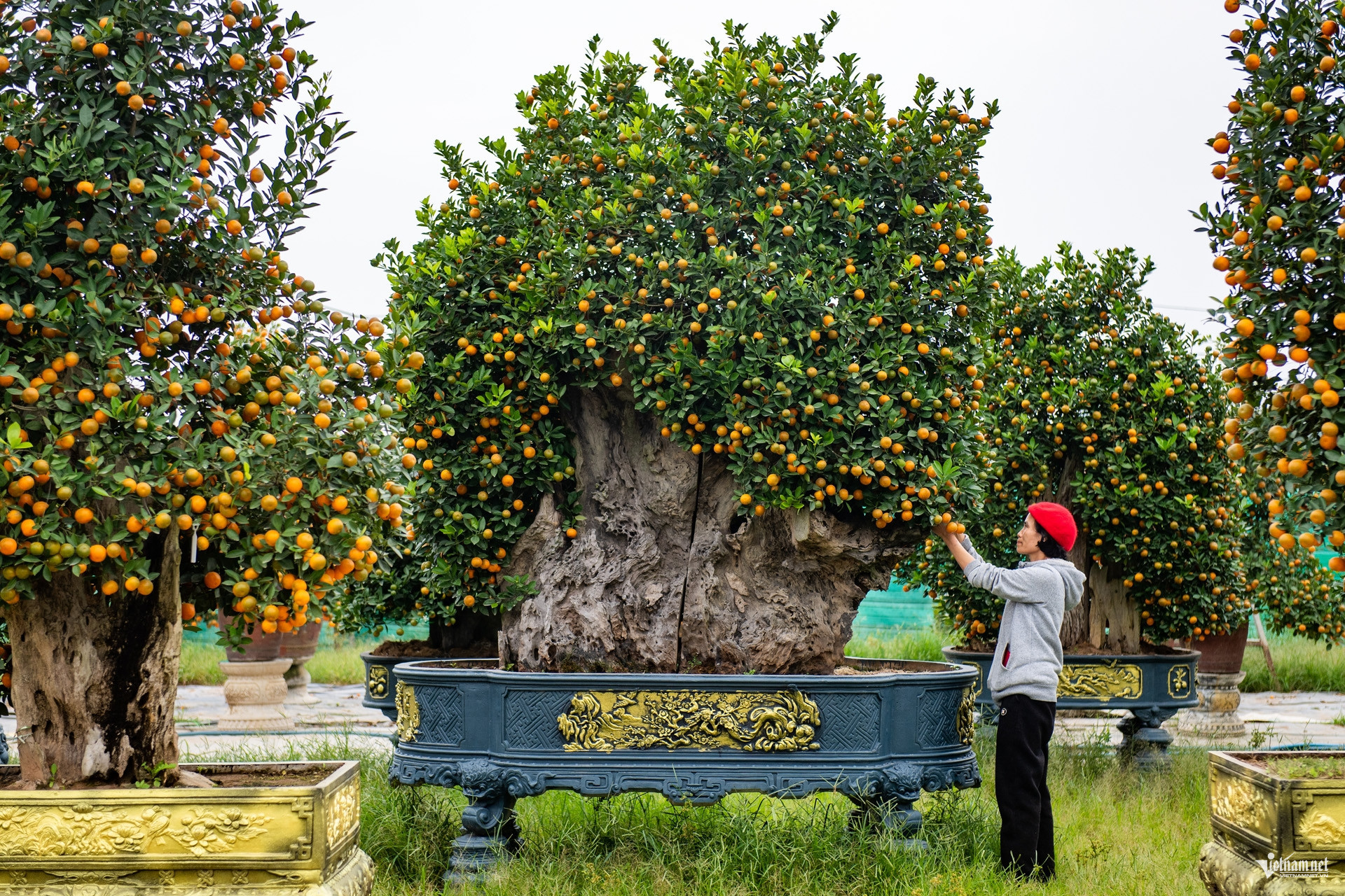 kumquat vietnam3.jpg